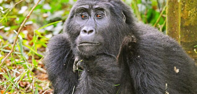 BWINDI IMPENETRABLE NATIONAL PARK