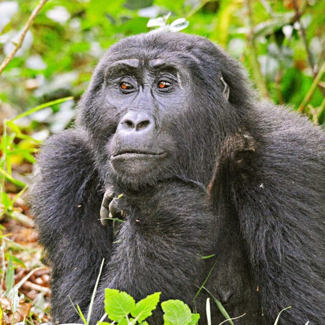 BWINDI IMPENETRABLE NATIONAL PARK