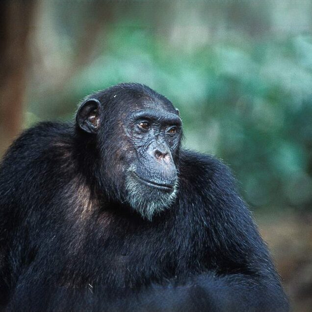 GOMBE NATIONAL PARK