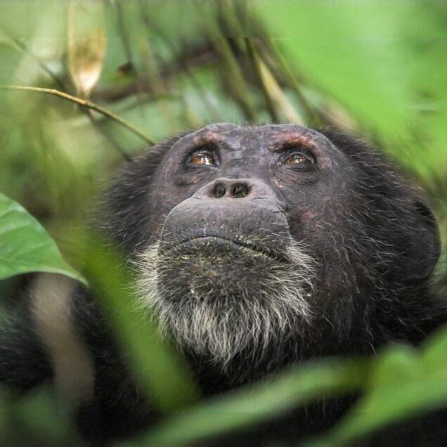 NYUNGWE FOREST NATIONAL PARK