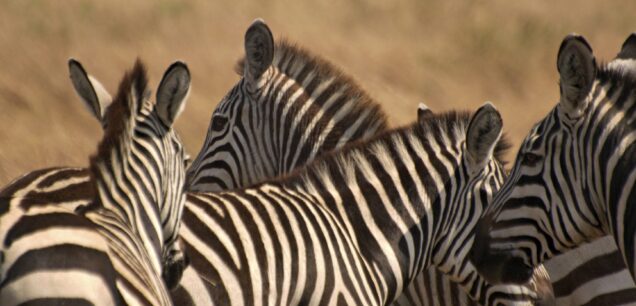 MAASAI MARA GAME RESERVE