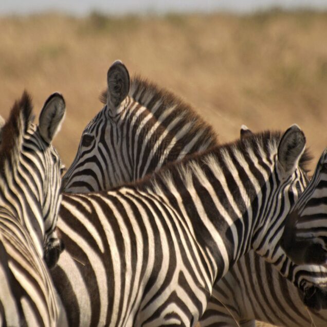 SAMBURU NATIONAL RESERVE