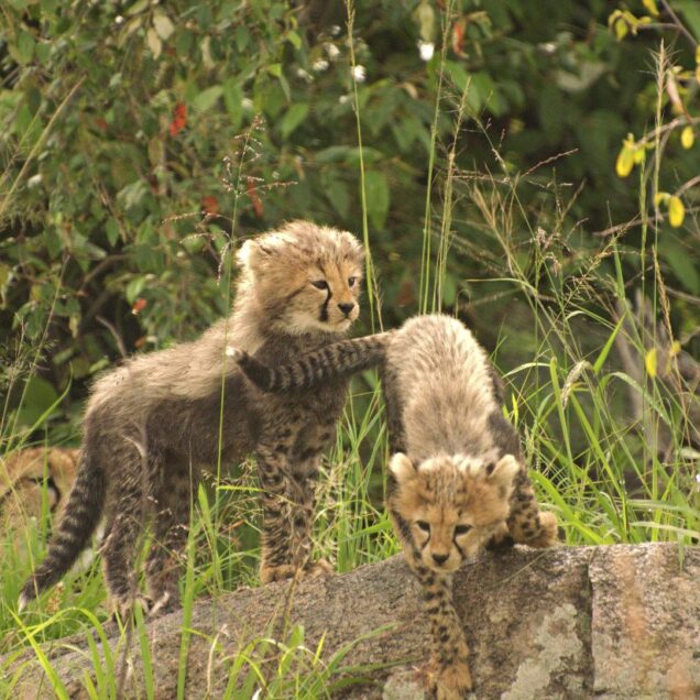 Kidepo Valley National Park