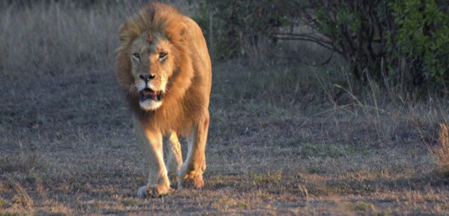 SERENGETI NATIONAL PARK