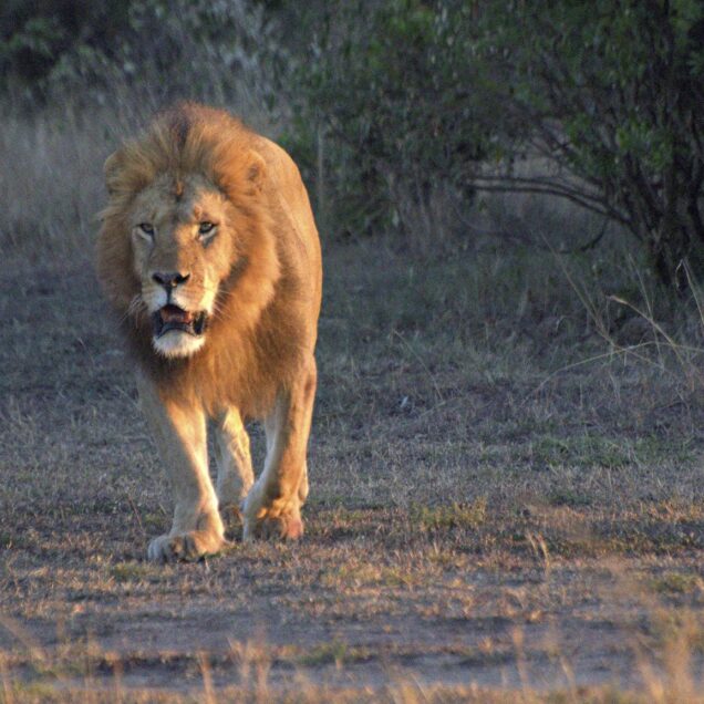 SERENGETI NATIONAL PARK