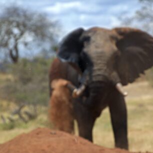 TSAVO EAST NATIONAL PARK