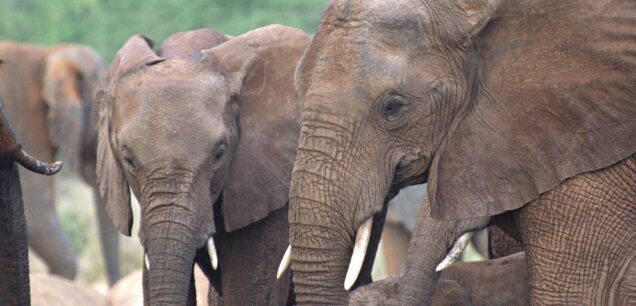 TARANGIRE NATIONAL PARK