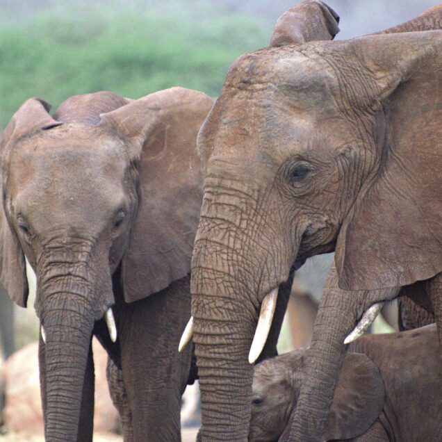 TARANGIRE NATIONAL PARK