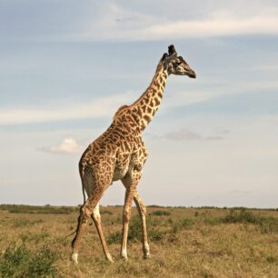 LAKE MANYARA NATIONAL PARK