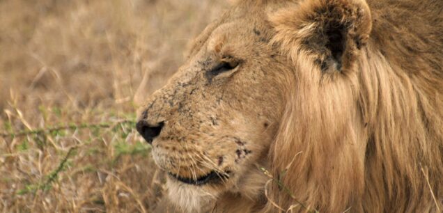 QUEEN ELIZABETH NATIONAL PARK