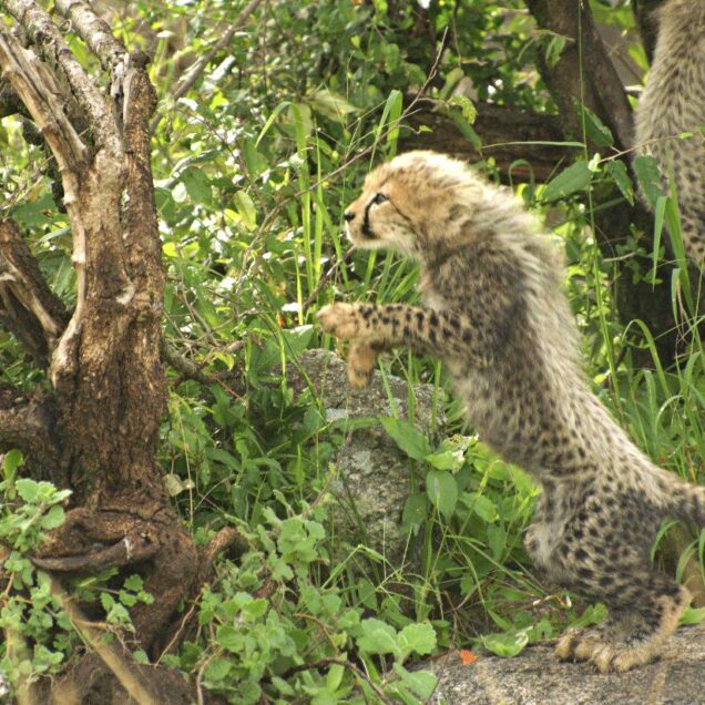 NAIROBI NATIONAL PARK