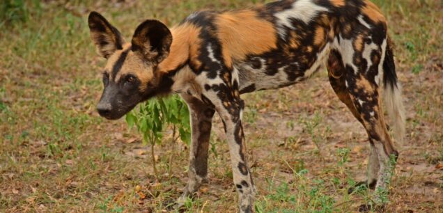 NYERERE NATIONAL PARK