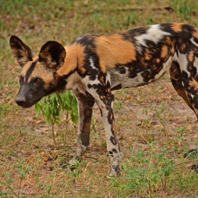 NYERERE NATIONAL PARK