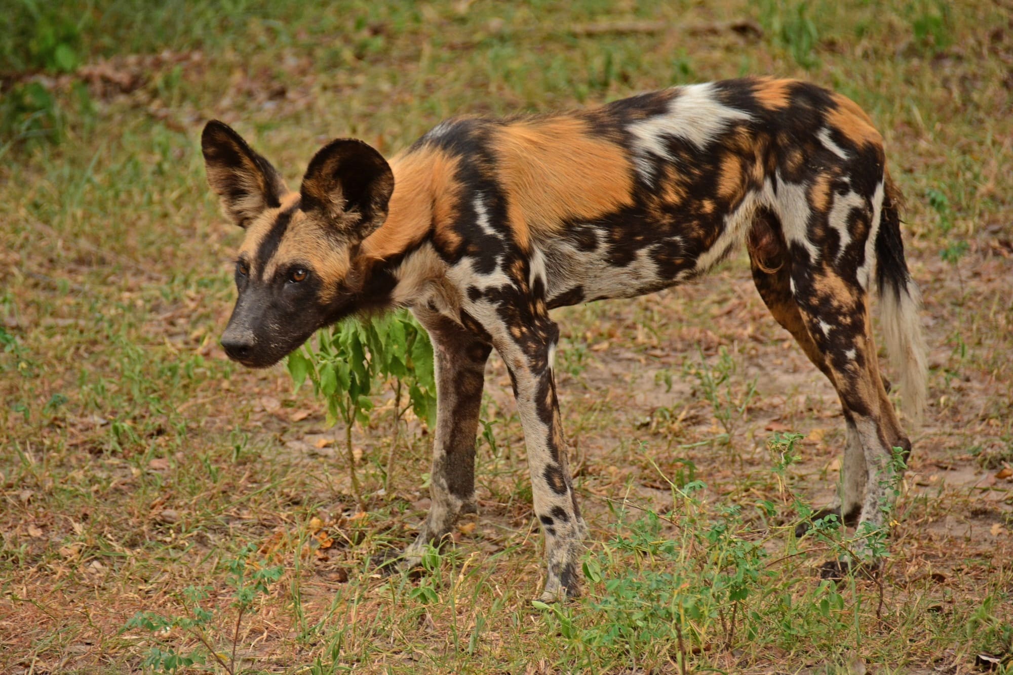 Selous-Wild-Dog