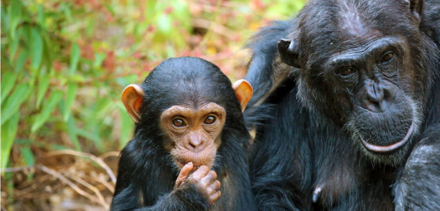 CHIMPANZEE TREKKING SAFARIS IN TANZANIA