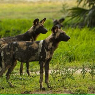 KATAVI NATIONAL PARK