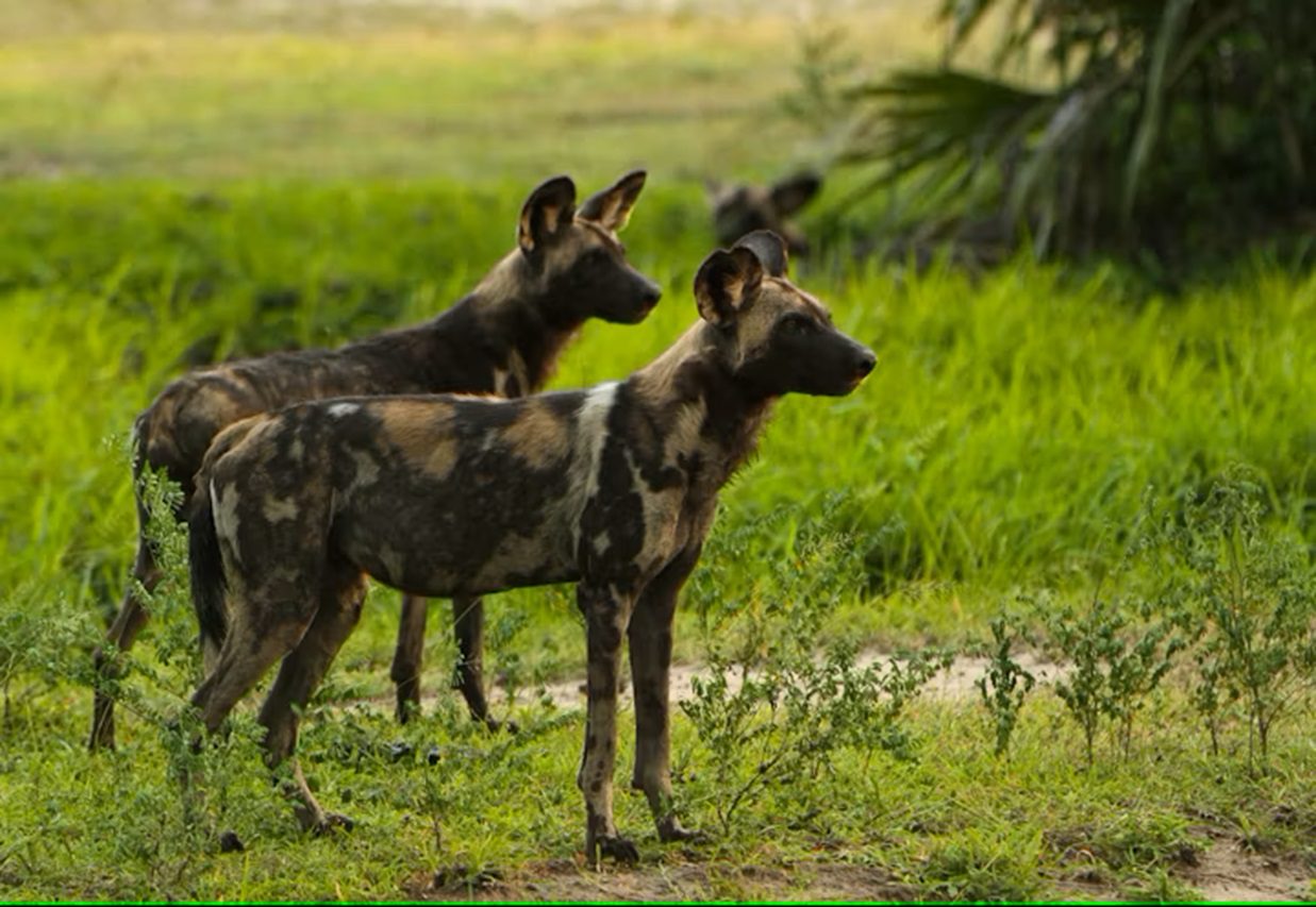 umbuntu-migration-camp-tanzania-serengeti-26