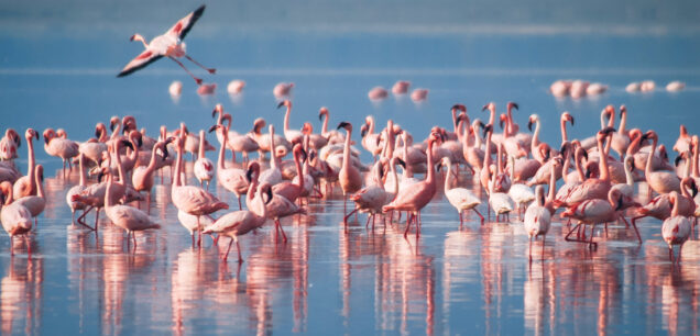 Lake Manyara National Park