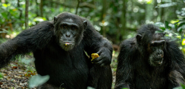 KIBALE FOREST NATIONAL PARK