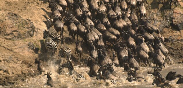 Masai Mara National Reserve