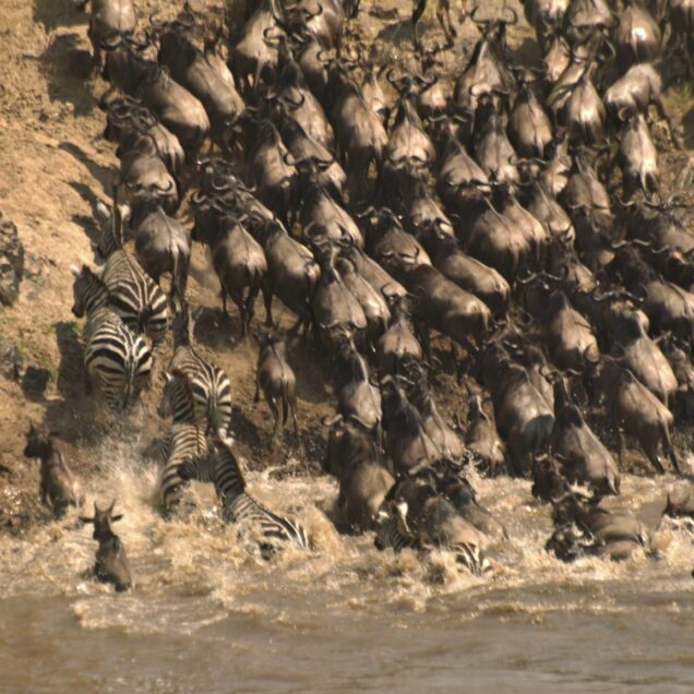 Masai Mara National Reserve