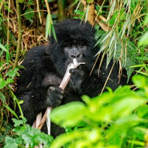 Bwindi Impenetrable National Park