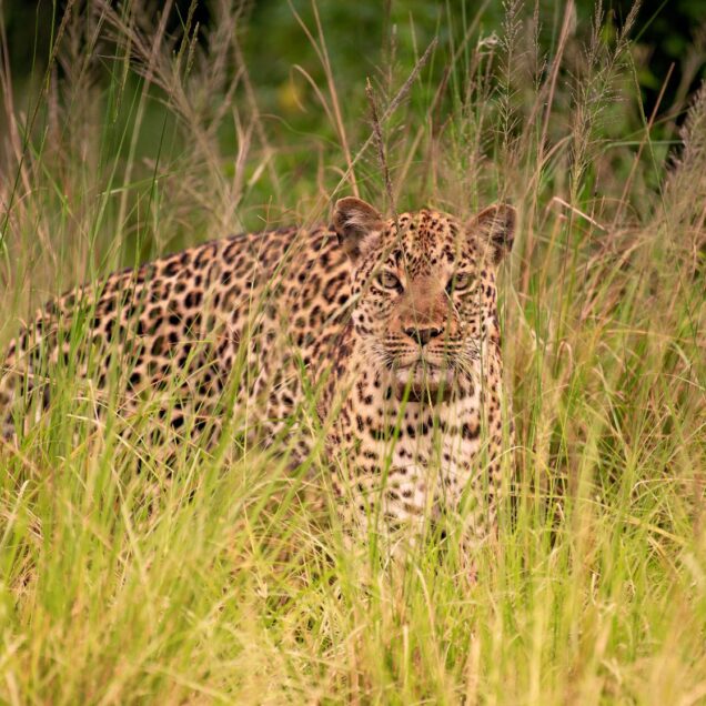 Samburu National Reserve