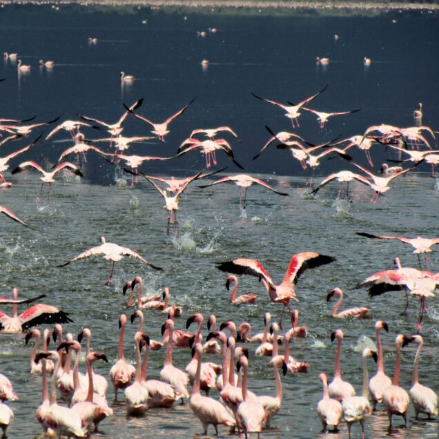 Lake Nakuru National Park