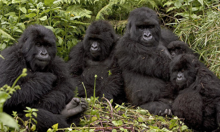 Gorilla-families-in-Bwindi-Impenetrable-National-Parkas