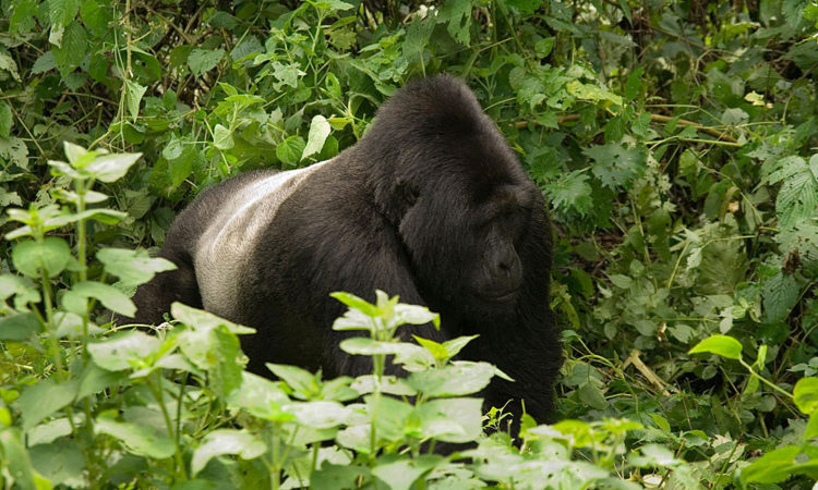 silverback-bwindi-750x450