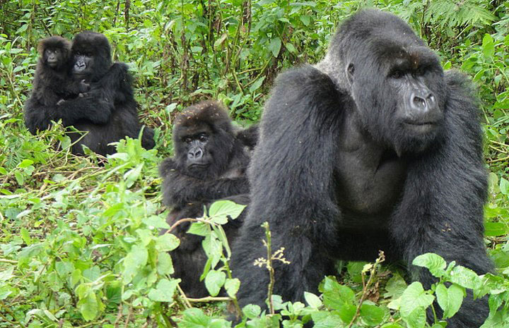 uganda-mountain-gorillas